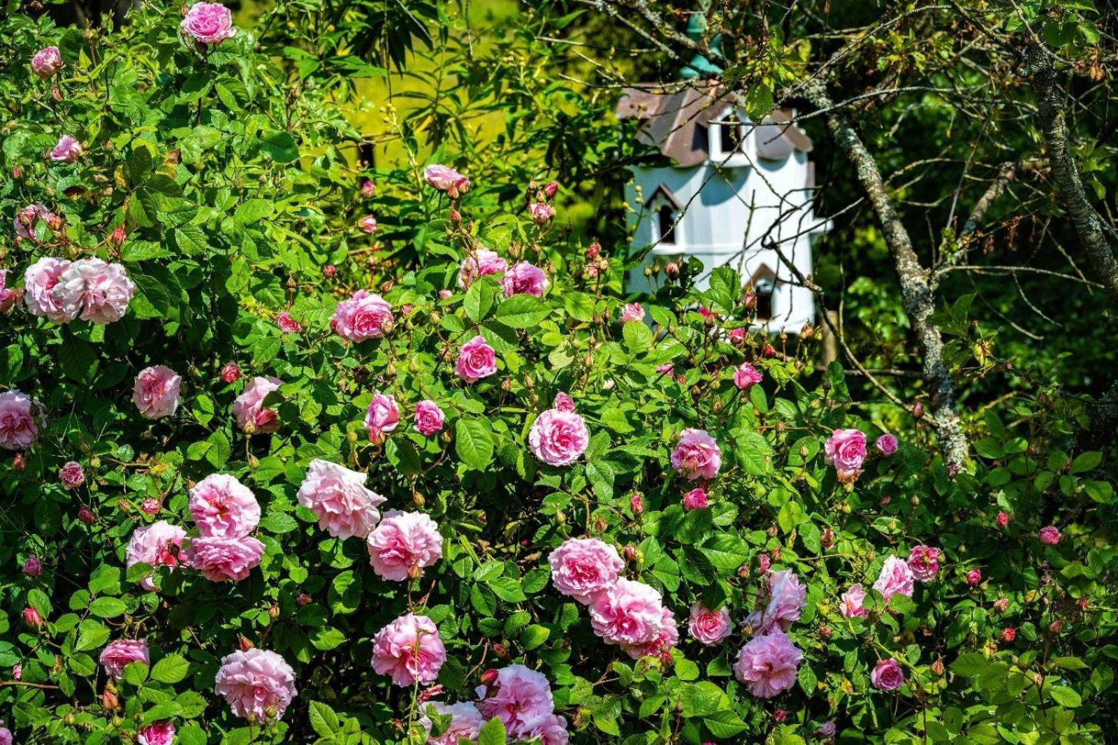 Ebony Cottage Tenbury Wells Esterno foto